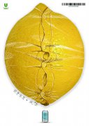 [平面]胖子系列之柠檬篇、苹果篇